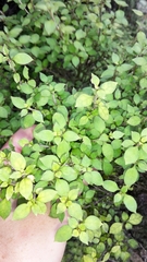 Coprosma tenuicaulis