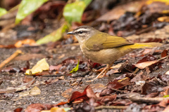 Myiothlypis rivularis