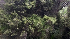 Coprosma tenuicaulis