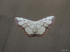 Idaea craspedota