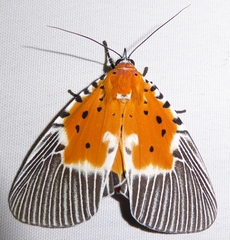 Peridrome orbicularis