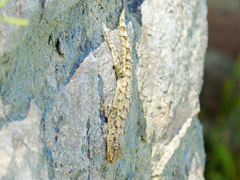 Mediodactylus kotschyi