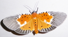 Peridrome orbicularis