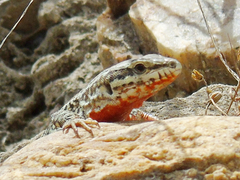 Podarcis erhardii