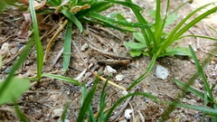 Orthoptera