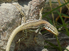 Podarcis erhardii