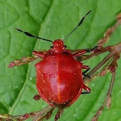 Discocera coccinea