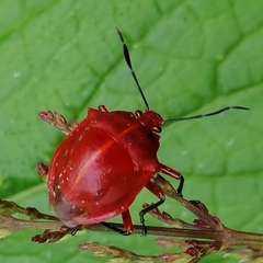 Discocera coccinea