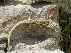 Podarcis erhardii