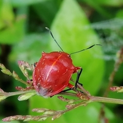 Discocera coccinea