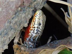 Podarcis erhardii
