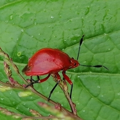 Discocera coccinea