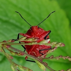 Discocera coccinea