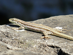 Podarcis erhardii