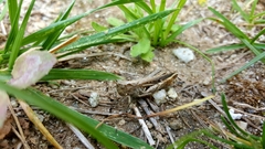 Orthoptera