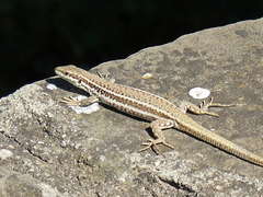 Podarcis erhardii