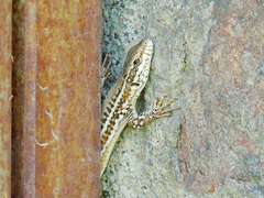 Podarcis erhardii riveti