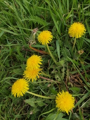 Taraxacum officinale