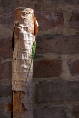 Anolis carolinensis