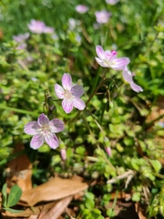 Claytonia caroliniana