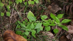 Parietaria debilis