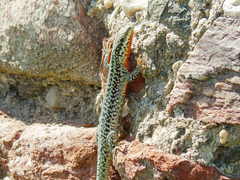 Podarcis erhardii riveti