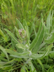 Anchusa officinalis