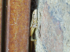 Podarcis erhardii riveti