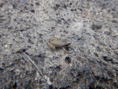 Eleutherodactylus cystignathoides