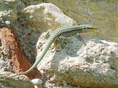 Podarcis erhardii riveti
