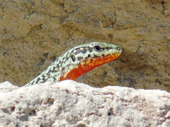 Podarcis erhardii riveti