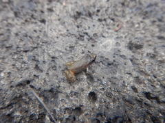 Eleutherodactylus cystignathoides