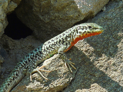 Podarcis erhardii riveti