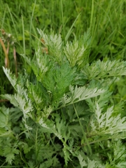 Artemisia vulgaris