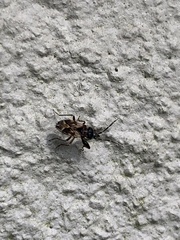 Scolopostethus decoratus