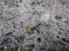 Eleutherodactylus cystignathoides