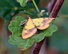 Choristostigma zephyralis