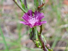 Lactuca graminifolia