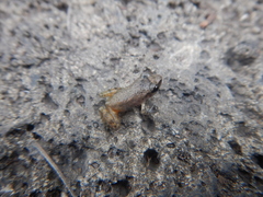 Eleutherodactylus cystignathoides