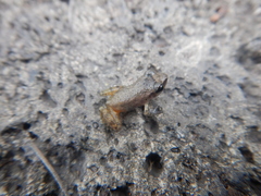 Eleutherodactylus cystignathoides