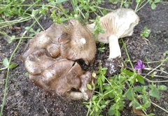 Entoloma clypeatum