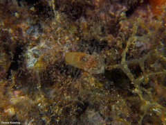 Gnathophyllum elegans