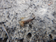 Eleutherodactylus cystignathoides