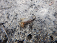 Eleutherodactylus cystignathoides