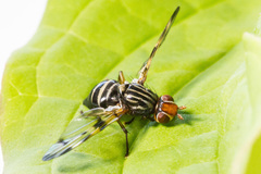 Otites porcus