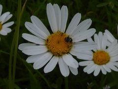 Anthrenus angustefasciatus