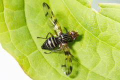 Otites porcus