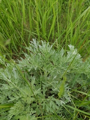 Artemisia absinthium