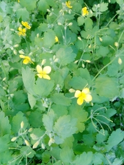 Chelidonium majus