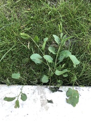 Convolvulus arvensis